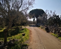 via-francigena-pino-andrano-bicicletta