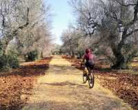 sentiero-terra-rossa-ciclista-ulivi-arneo