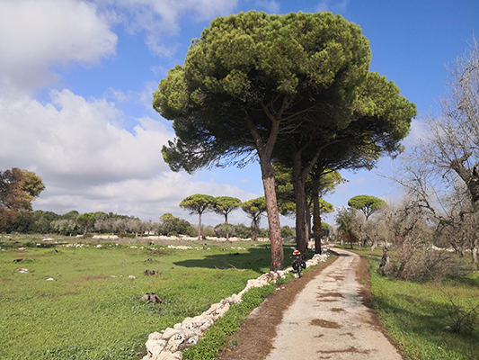 La stradina, la bicicletta e i pini