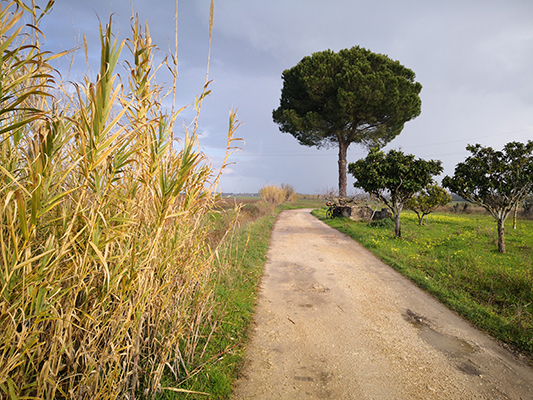 Tra pino e canneto in bicicletta