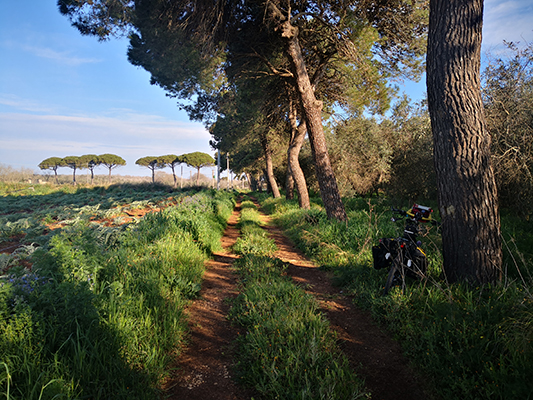 Sentiero alberato di pini e bicicletta