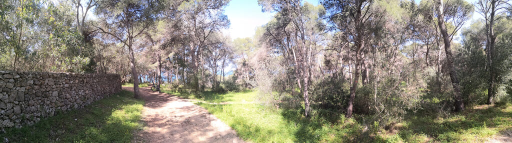 Sentiero nel bosco di Porto Selvaggio