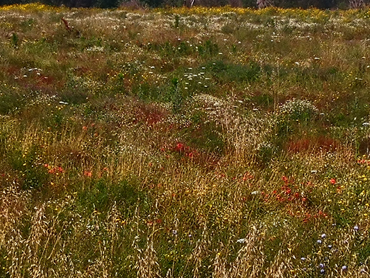 Tavolozza di colori nei prati a primavera