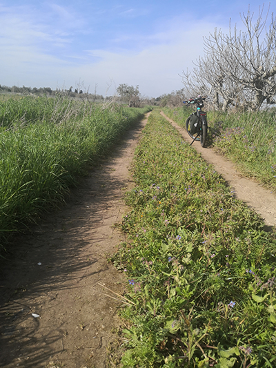 Piacevolmente avvolti dal verde lungo la strada tra Tuglie ed Alezio