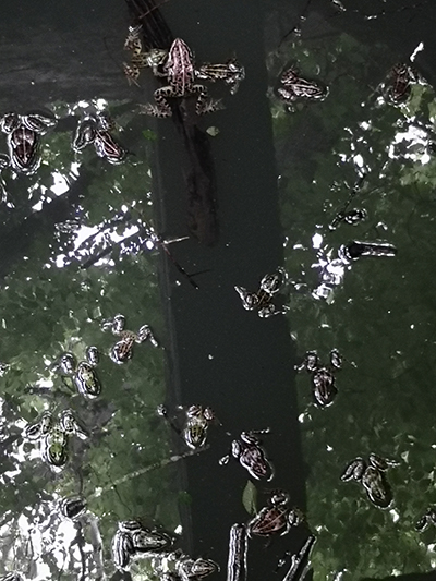 Il lago effimero di Padula Mancina