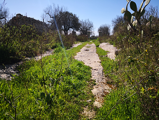 Strada di accesso alla Masseria Viscitiglio